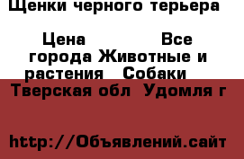 Щенки черного терьера › Цена ­ 35 000 - Все города Животные и растения » Собаки   . Тверская обл.,Удомля г.